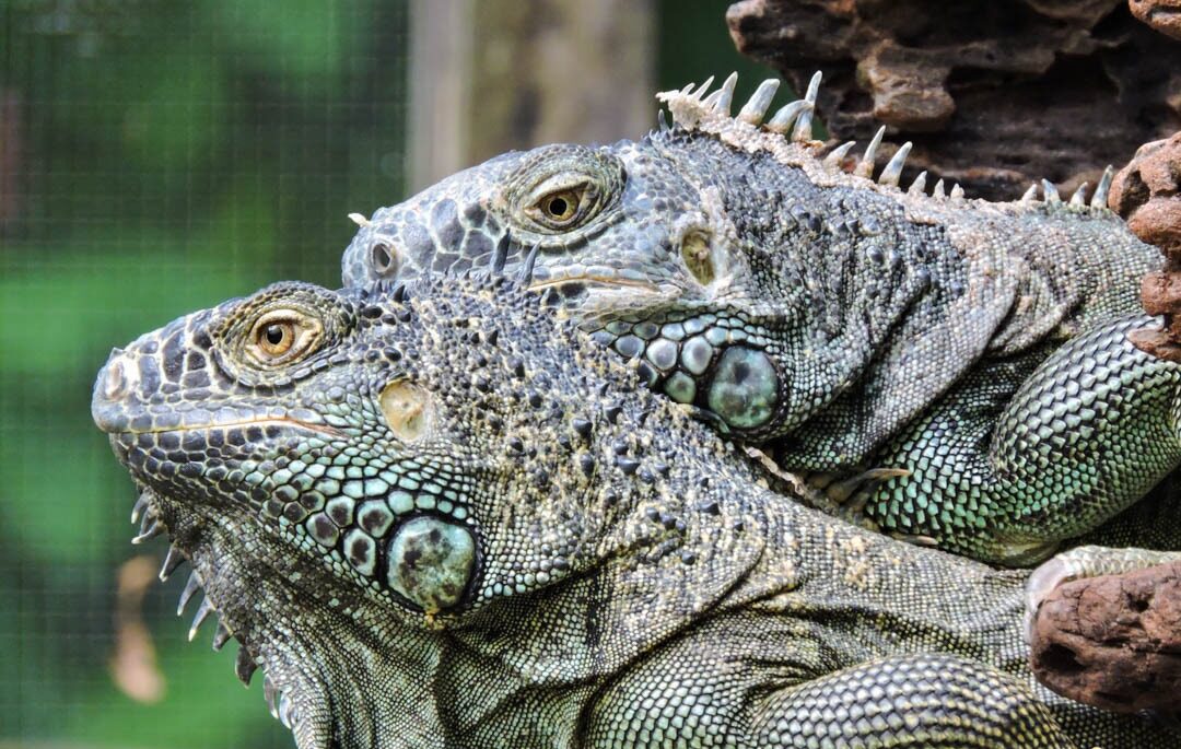 The Majestic Iguanas