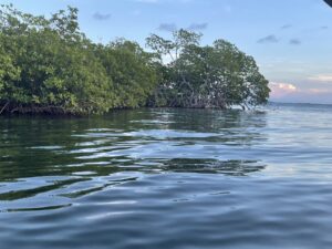 The Mangrove Marvels of Placencia Lagoon