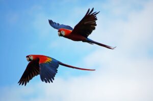 Red Bank Village: Belize’s Premier Spot for Viewing Scarlet Macaws