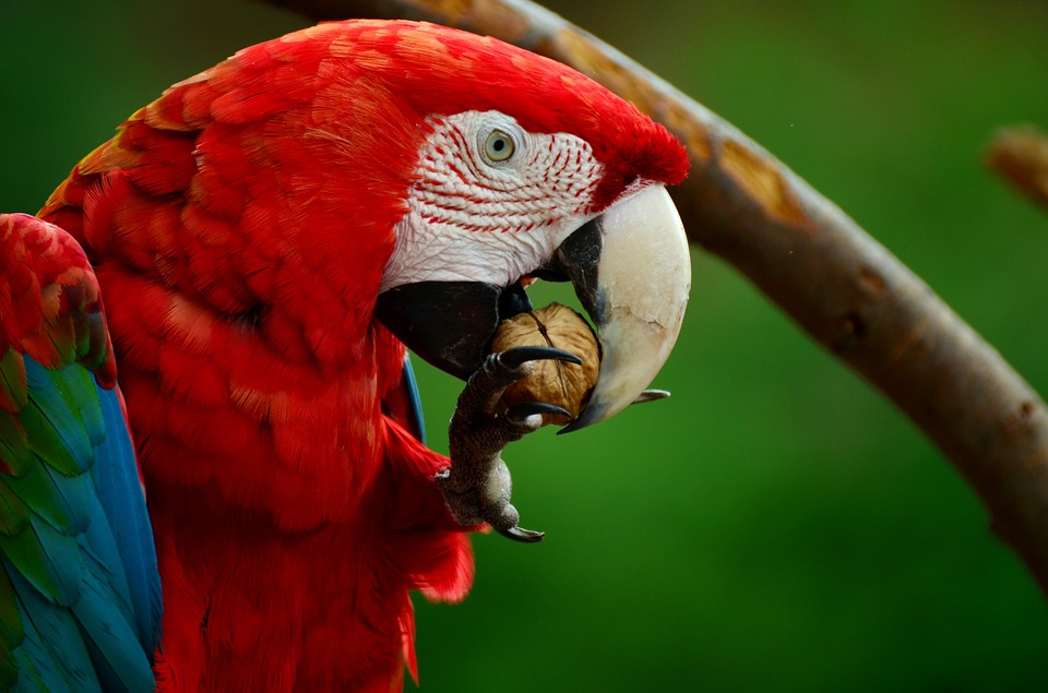 The Enchanting Scarlet Macaw