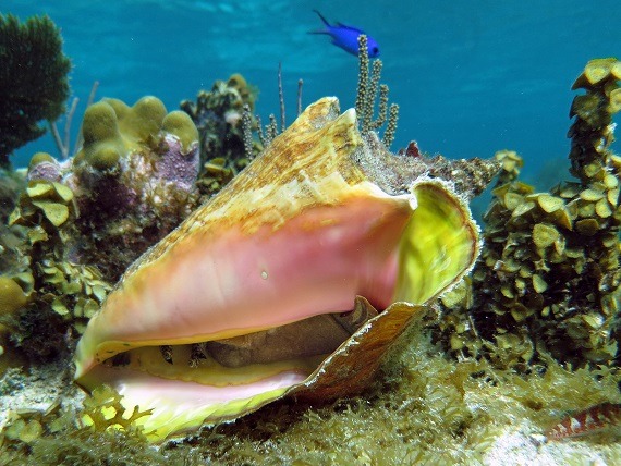 Grilled Conch