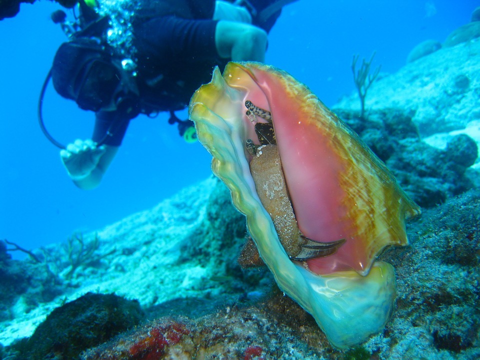 The Best Ways to Eat Conch in Belize