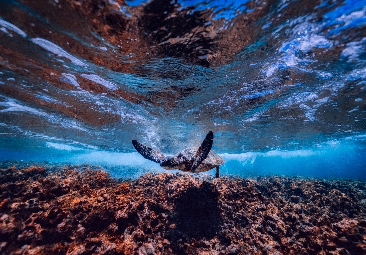 Dive into the Heart of Belize's Waters