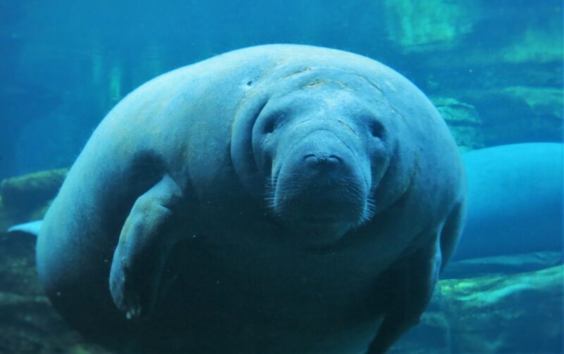 manatee conservation