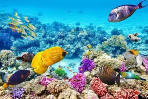 Why Placencia Is Belize’s Top Spot for Snorkeling and Diving Adventures