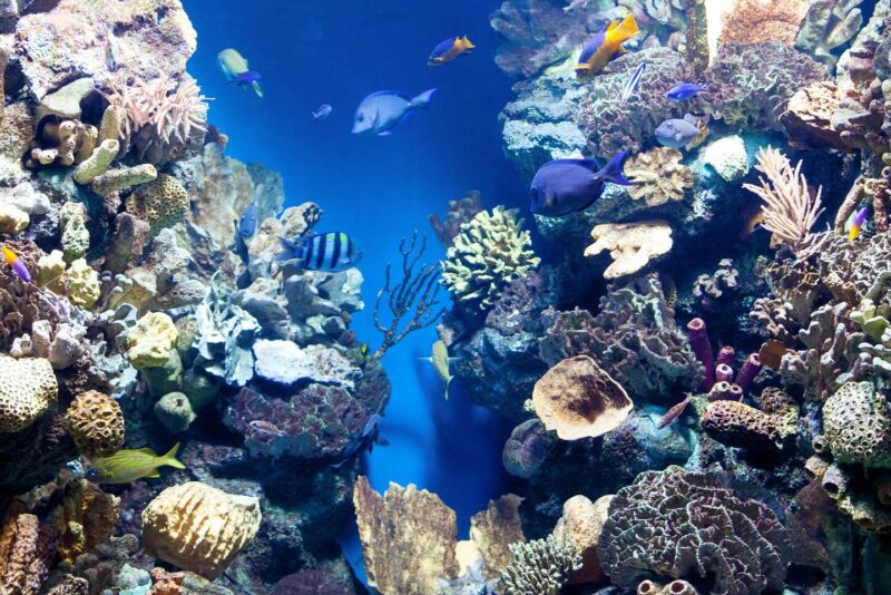 Belize reef tours