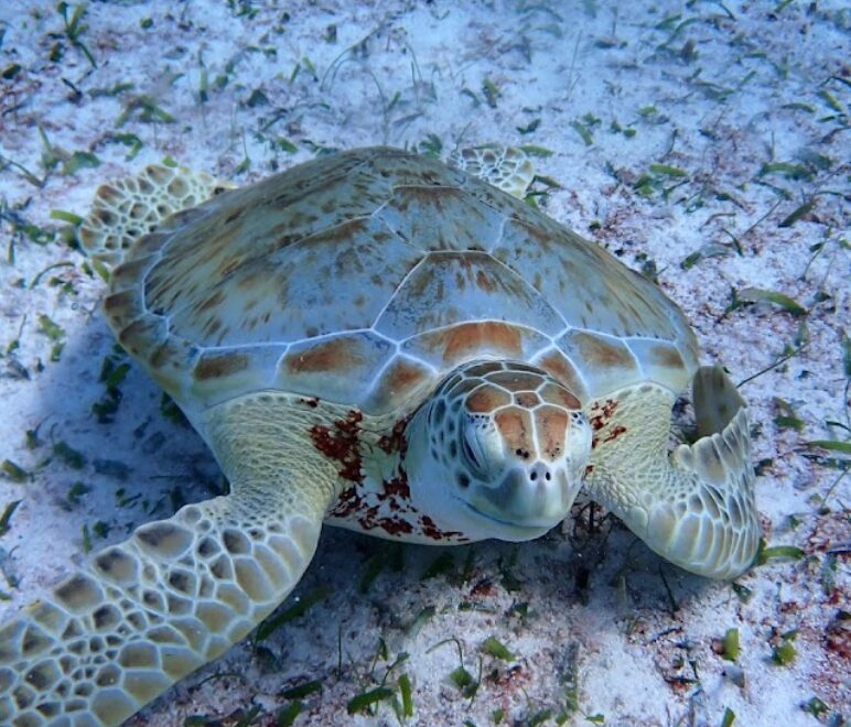  Belize sea life