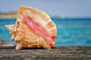 How to Experience Belize Conch Season Like a Local