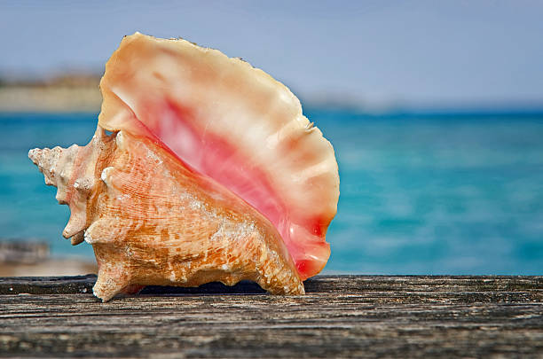  conch season Belize 2026