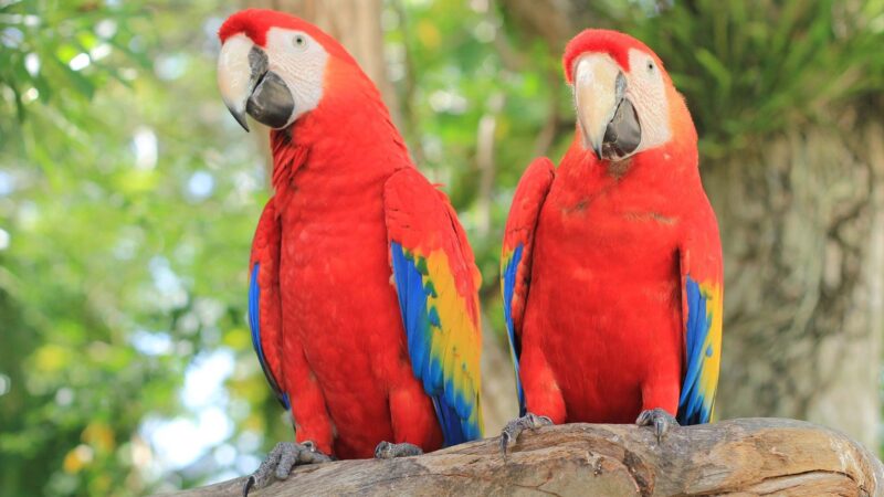 Placencia Belize 2026