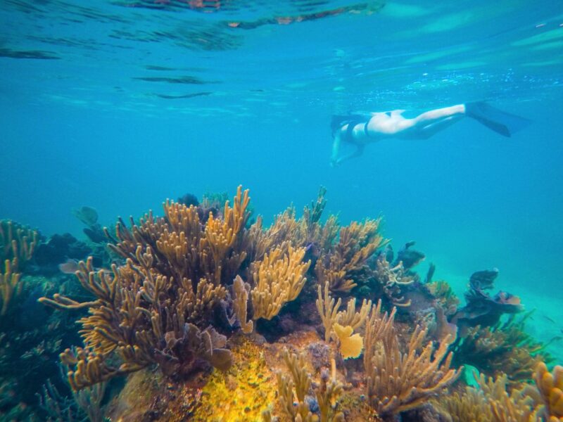 Belize marine life winter