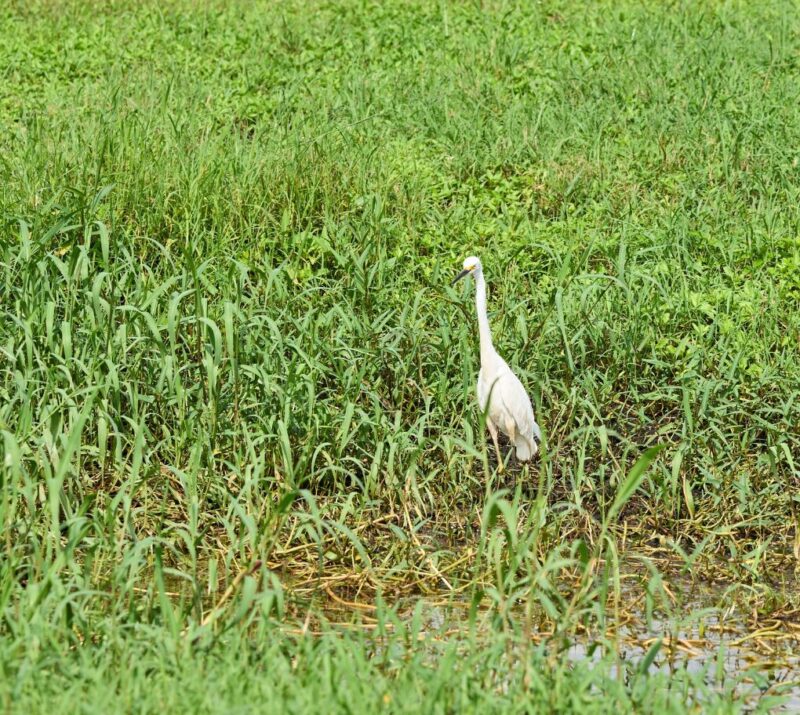 Placencia wildlife tours