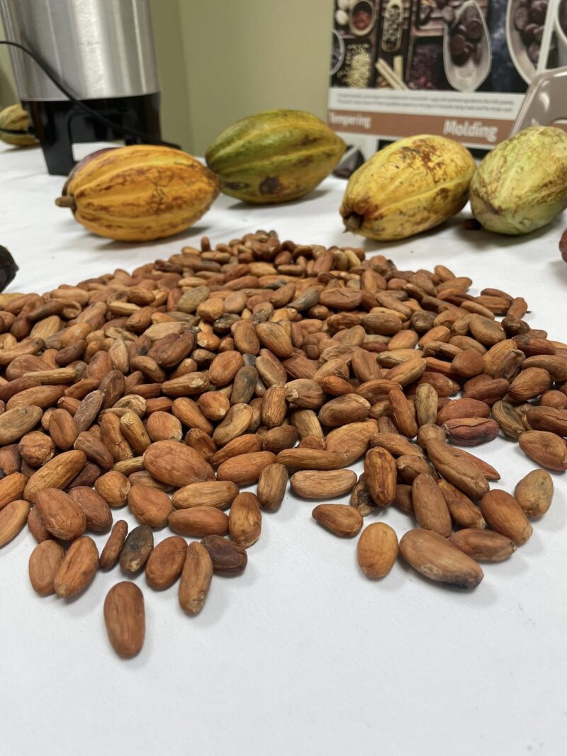 Punta Gorda Belize festival