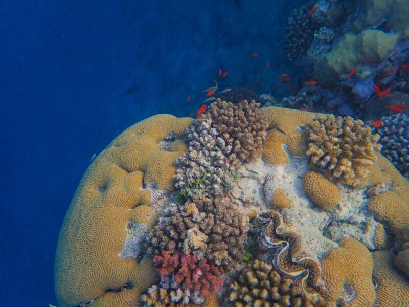 Belize Barrier Reef snorkelling