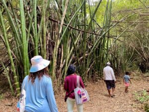 Monkey River from Placencia: Howler Monkeys, Manatees, and Mangroves