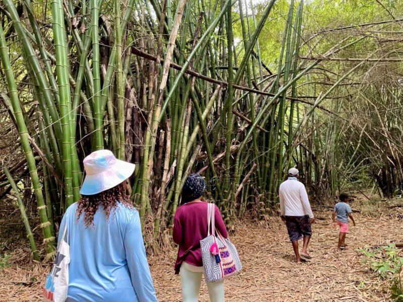 Belize wildlife excursion half day