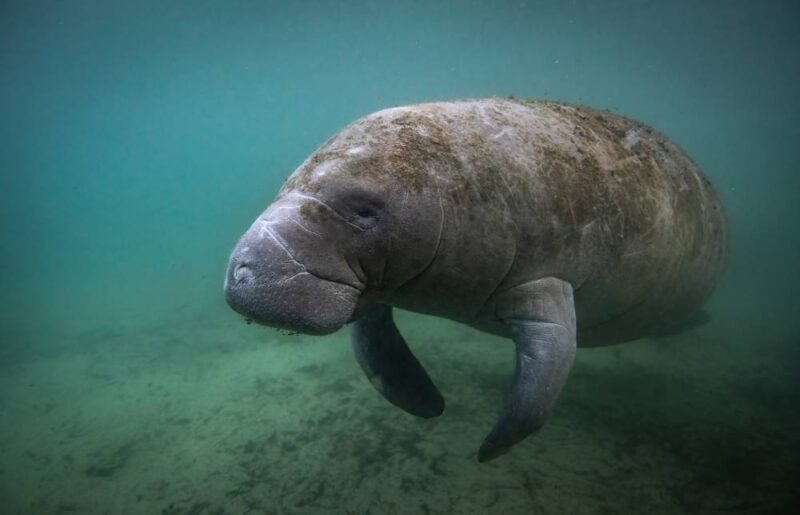 manatees Placencia Belize